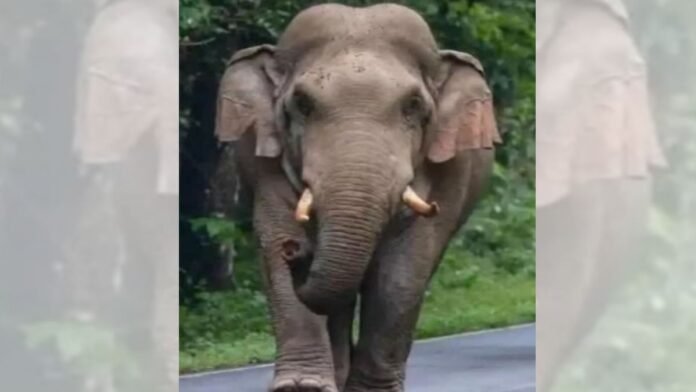 Koderma Elephant Terror