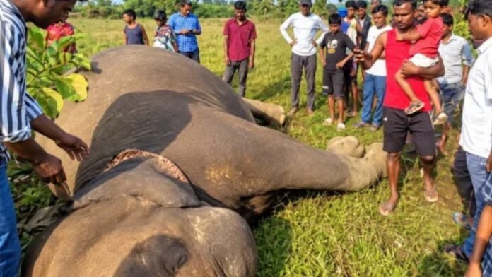 Chaibasa Elephant Death